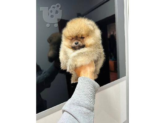 PoulaTo: Κουτάβια Pomeranians